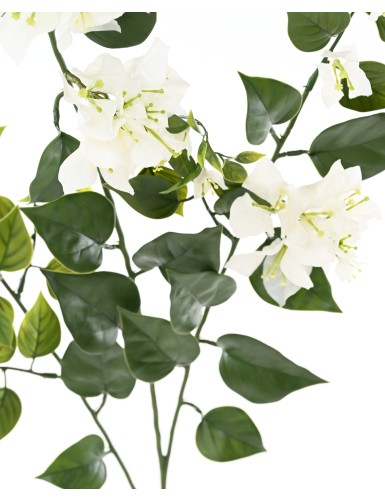 BOUGAINVILLEA (Drillingsblume) GROSS ZWEIG 90 UV