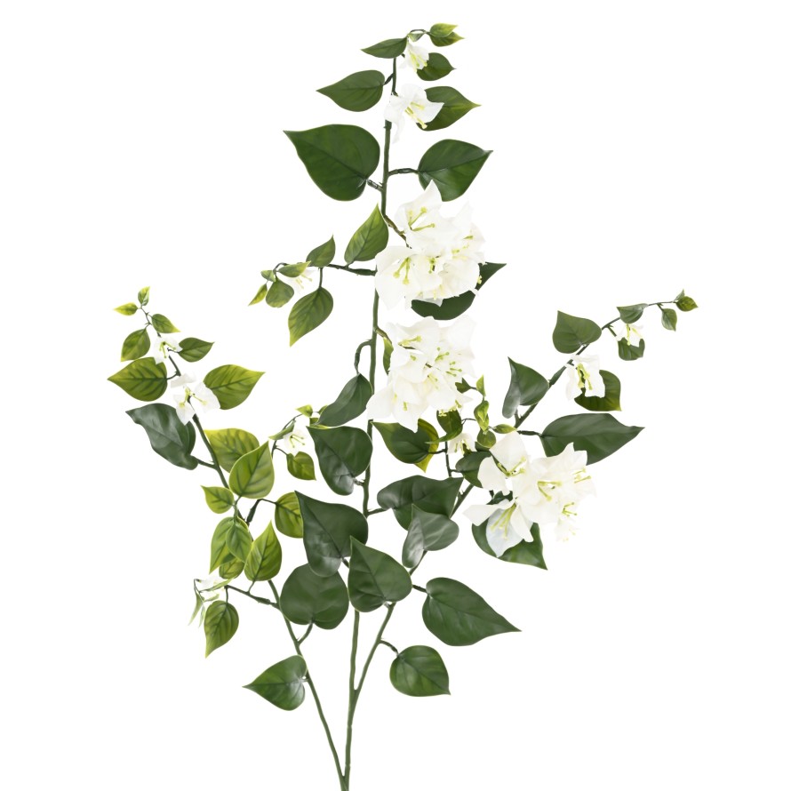 BOUGAINVILLEA (Drillingsblume) GROSS ZWEIG 90 UV