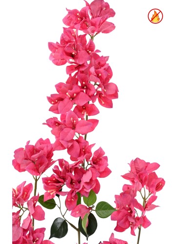 BOUGAINVILLEA SPRAY XFL FR – Feuerbeständig