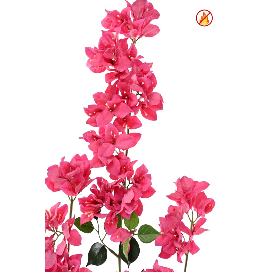 BOUGAINVILLEA SPRAY XFL FR - Fire-Resistant