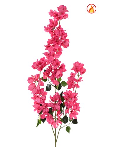 BOUGAINVILLEE SPRAY XFL FR...