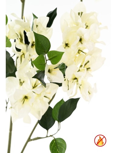 BOUGAINVILLEA SPRAY XFL FR - Resistente al Fuego