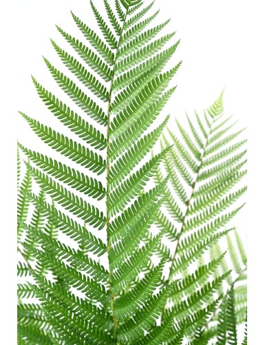 ALSOPHILA ROYAL (Fern) 55 cm Pot
