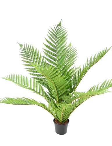 ALSOPHILA ROYAL (fougère) 55 pot