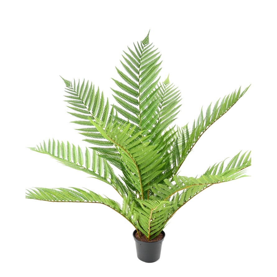 ALSOPHILA ROYAL (fougère) 55 pot