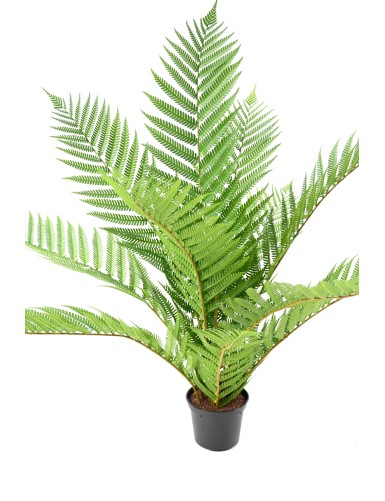 ALSOPHILA ROYAL (fougère) 55 pot