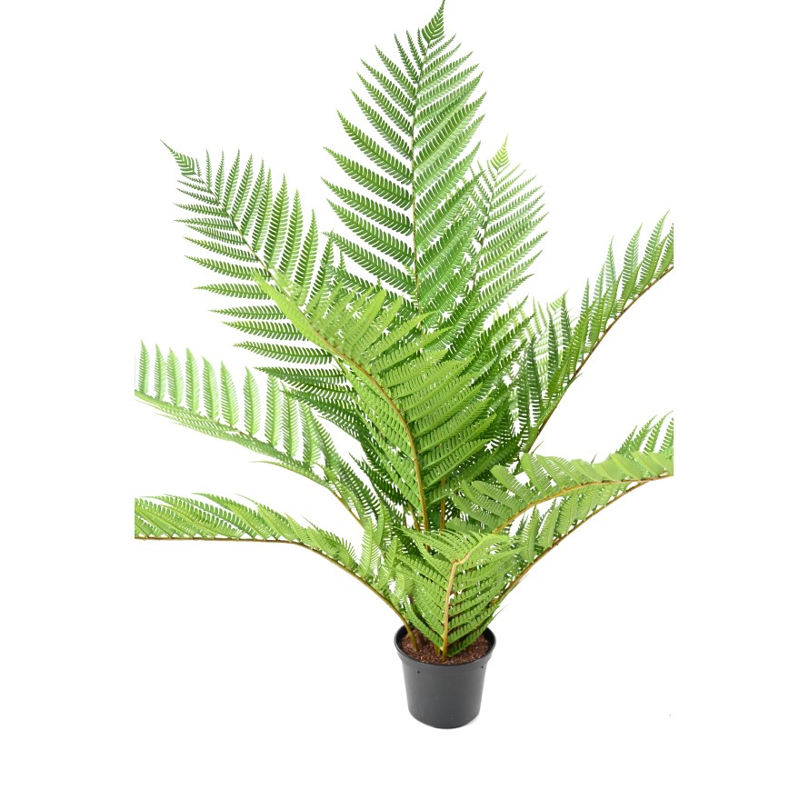 ALSOPHILA ROYAL (fougère) 55 pot