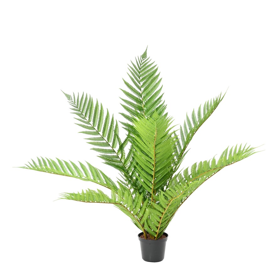 ALSOPHILA ROYAL (Fern) 55 cm Pot