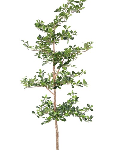 FICUS BLACK OLIVE ETAGES