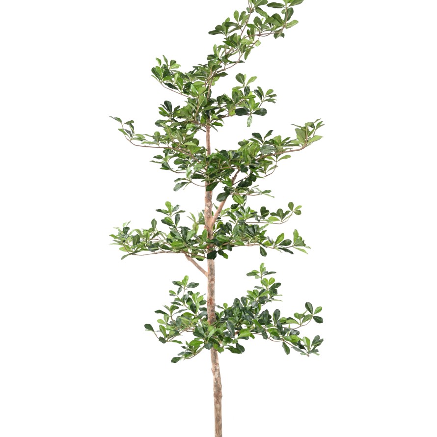 FICUS BLACK OLIVE ETAGES
