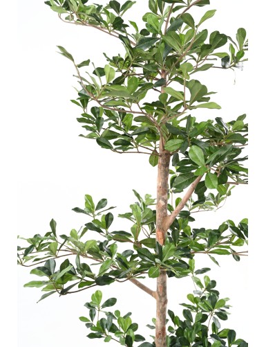 FICUS BLACK OLIVE MULTICAPA