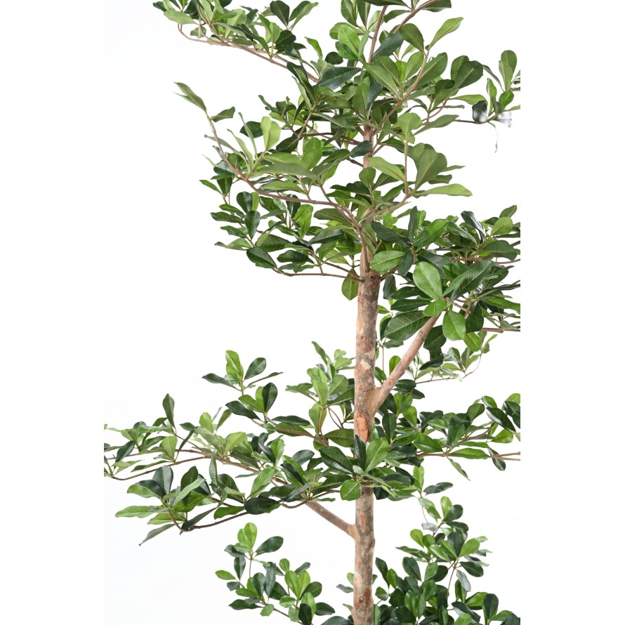 FICUS BLACK OLIVE MULTI-LAYERED