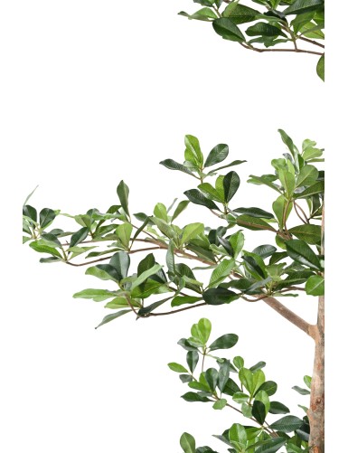 FICUS BLACK OLIVE MULTI-LAYERED