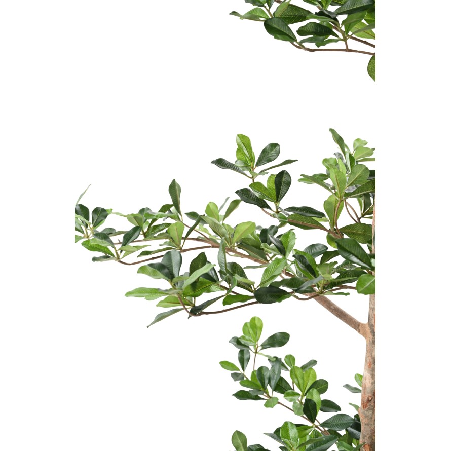 FICUS BLACK OLIVE MULTI-LAYERED