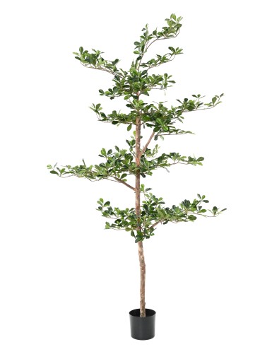 FIKUS BLACK OLIVE GESTUFT