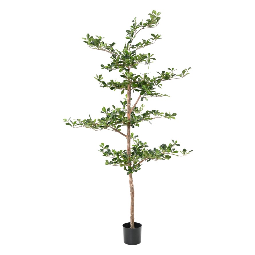 FICUS BLACK OLIVE ETAGES