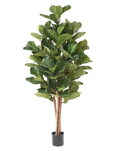 LYRATA BL 210