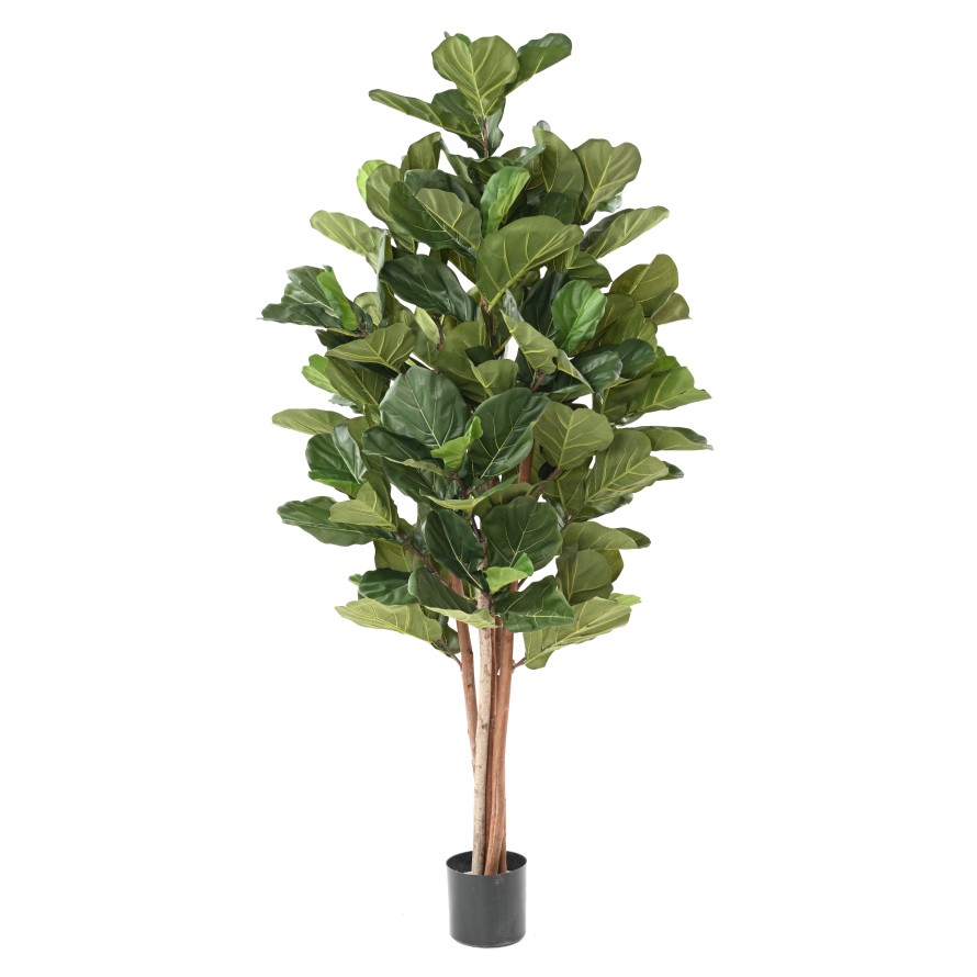LYRATA BL 210