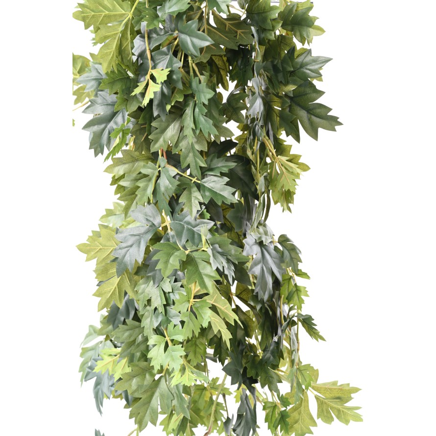 CISSUS COLGANTE 120