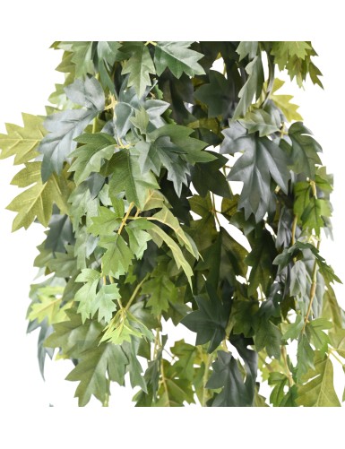 CISSUS COLGANTE 120