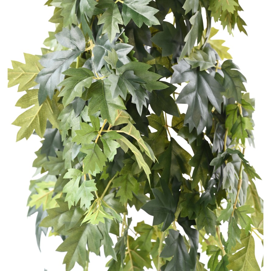 CISSUS COLGANTE 120