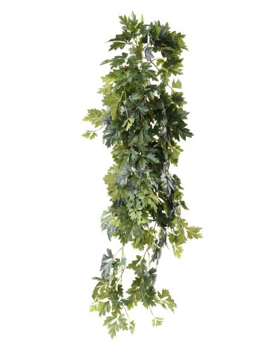 CISSUS COLGANTE 120