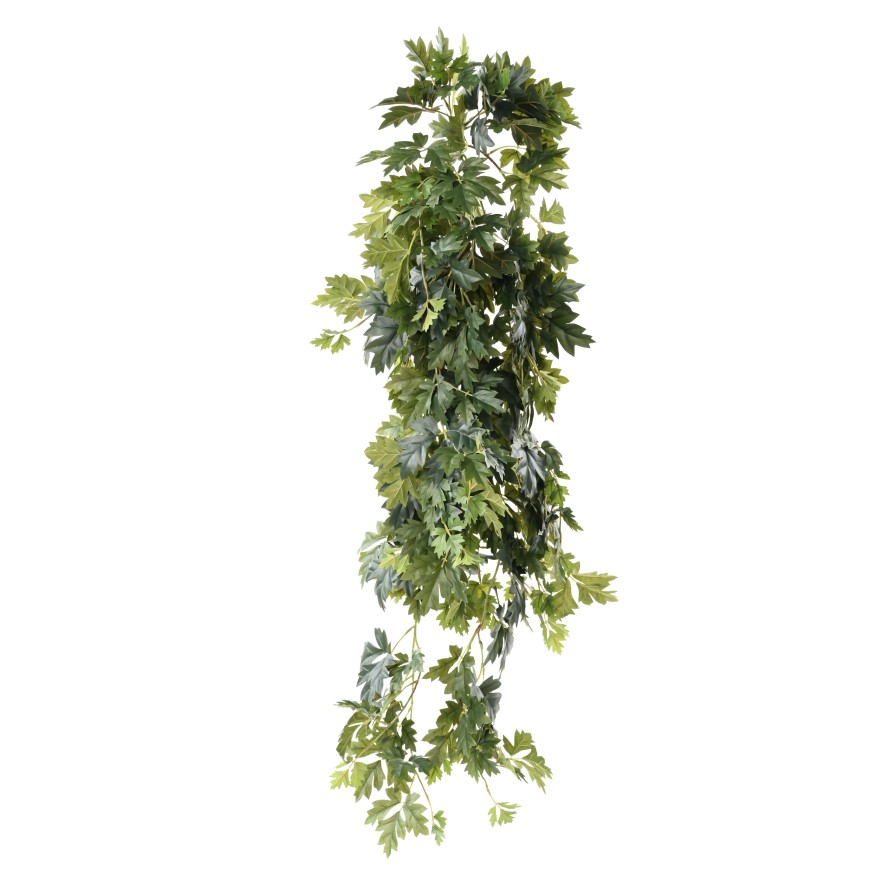 CISSUS COLGANTE 120