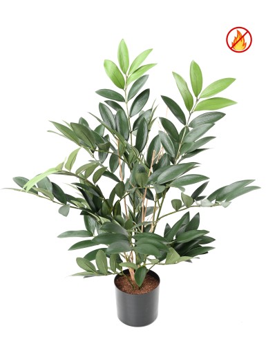 RUSCUS EN MACETA FR - Resistente al Fuego