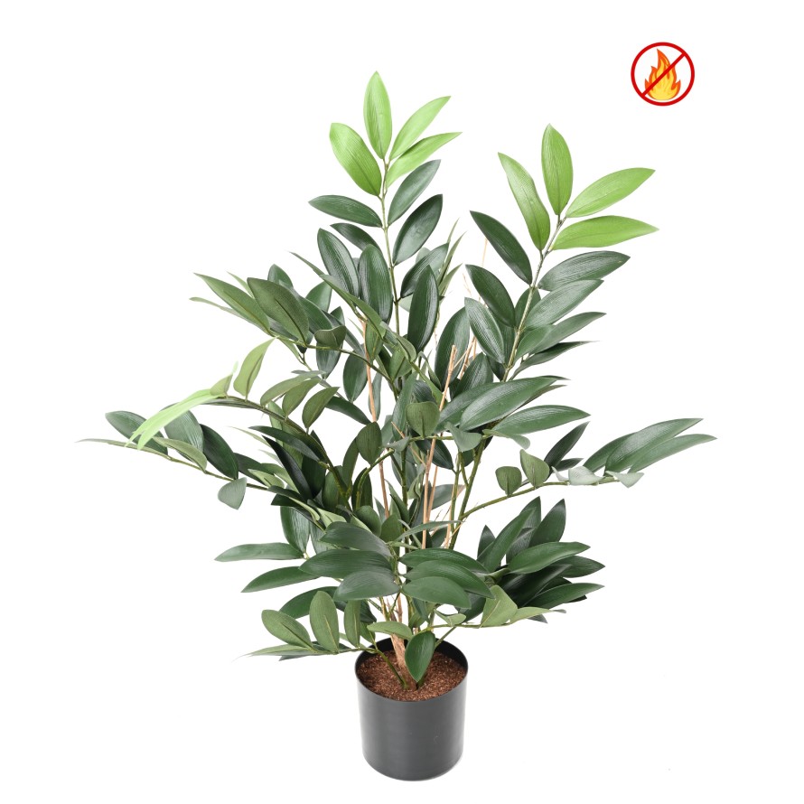 RUSCUS EN MACETA FR - Resistente al Fuego