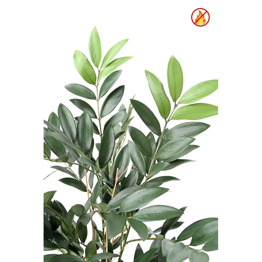 RUSCUS EN MACETA FR - Resistente al Fuego