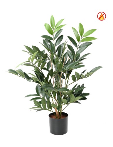 RUSCUS EN MACETA FR -...