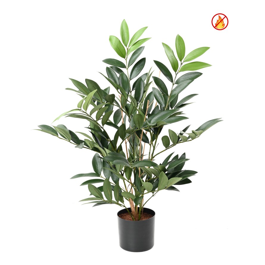 RUSCUS EN MACETA FR - Resistente al Fuego