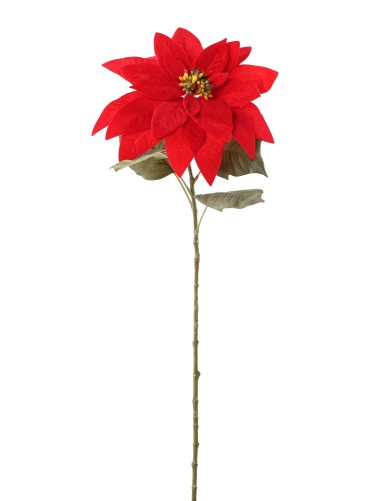 POINSETTIA STEM