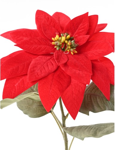 POINSETTIA Tige