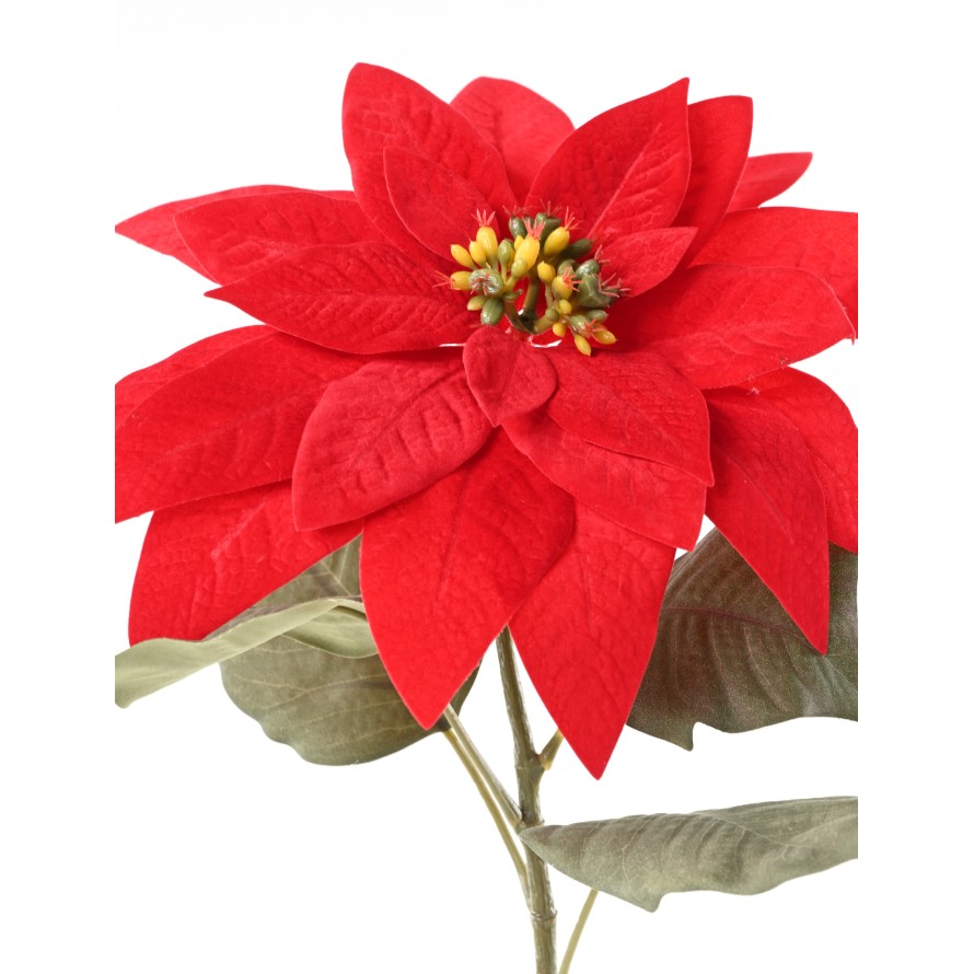 POINSETTIA Tige