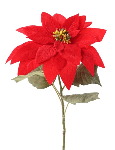 POINSETTIA STEM