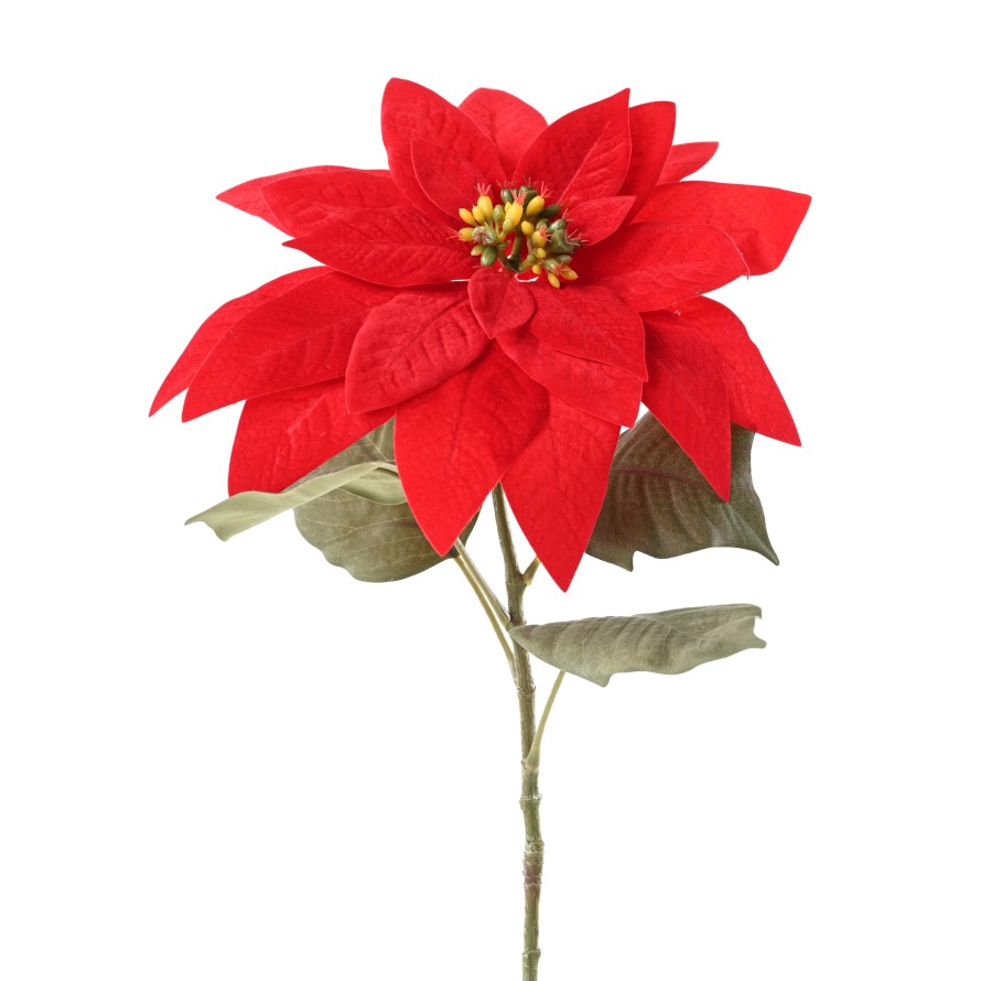 POINSETTIA Tige