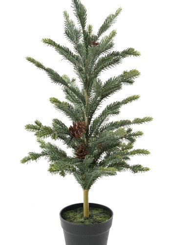 SPRUCE TREE 78
