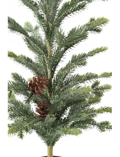 SPRUCE TREE 78