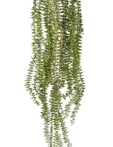 ELODEA CANADIENSE