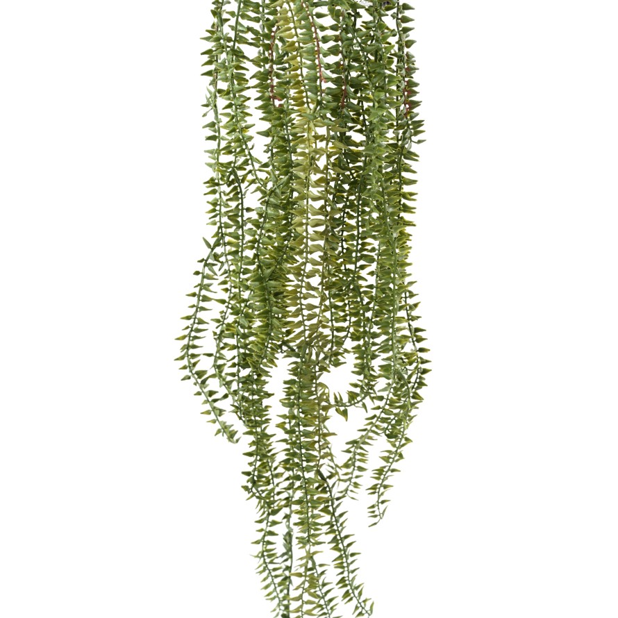 ELODEA CANADIENSE