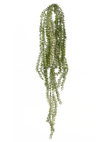 ELODEA DE CANADÁ