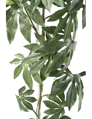 ARALIA JAPANESE HANGING BUSH 120