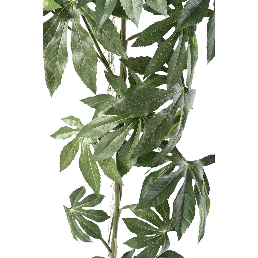 ARALIA JAPANESE HANGING BUSH 120