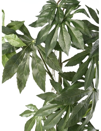 ARALIA JAPONAIS CHUTE 120