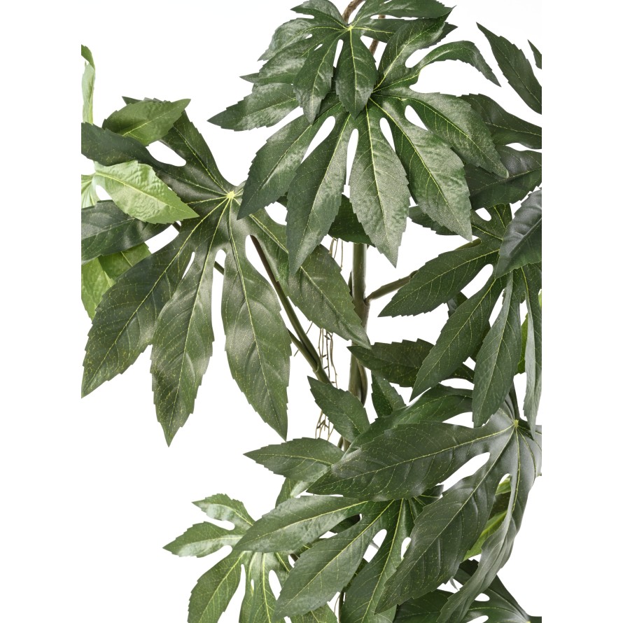 ARALIA JAPONAIS CHUTE 120