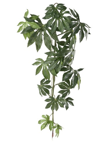 ARALIA JAPANESE HANGING BUSH 120