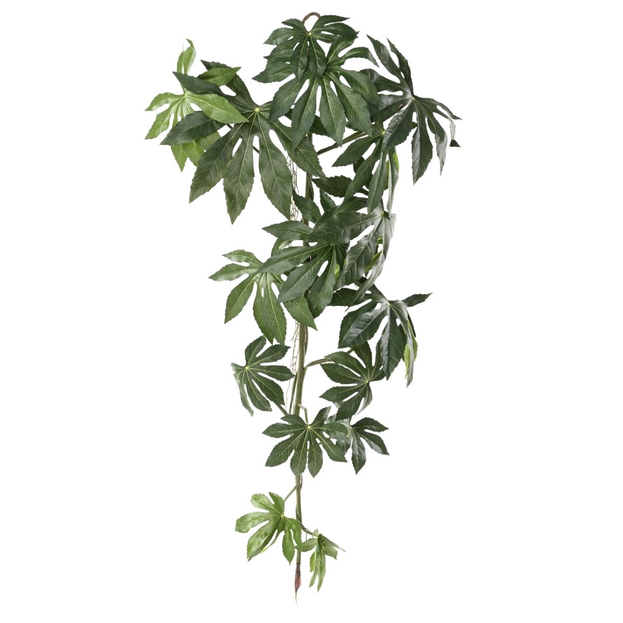 ARALIA JAPANESE HANGING BUSH 120