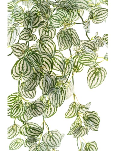 PEPEROMIA HANGING BUSH 95
