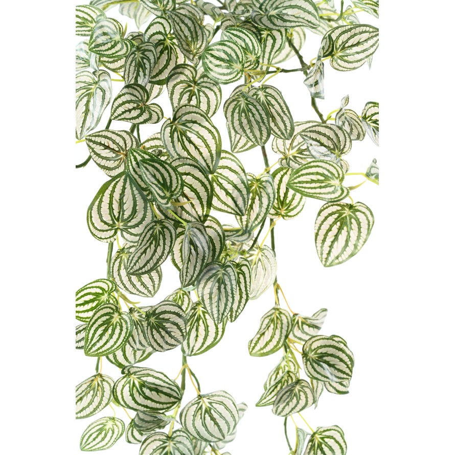 PEPEROMIA CHUTE 95